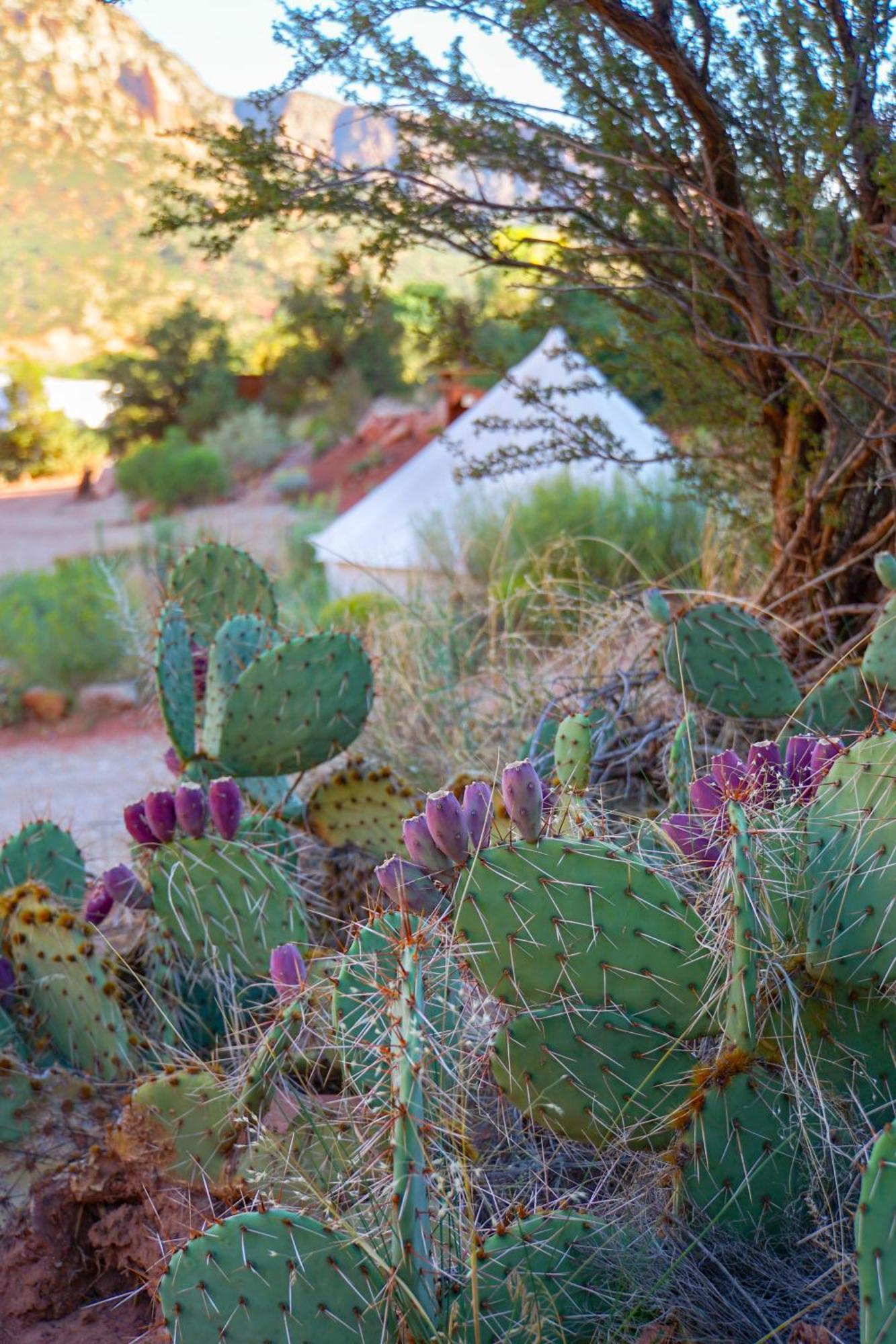 ไซอ้อน แกลมปิ้ง แอดเวนเจอร์ Hotel Hildale ภายนอก รูปภาพ